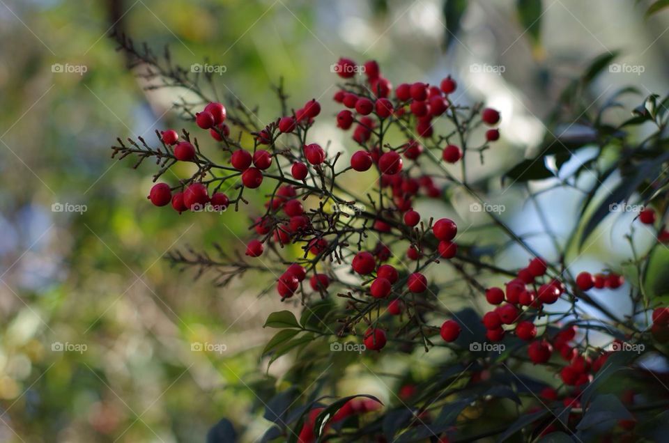 Red Berries