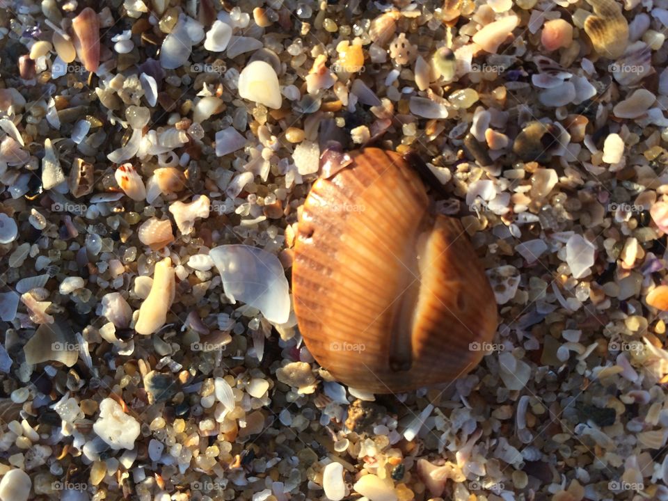 Colourful shells on the beach 