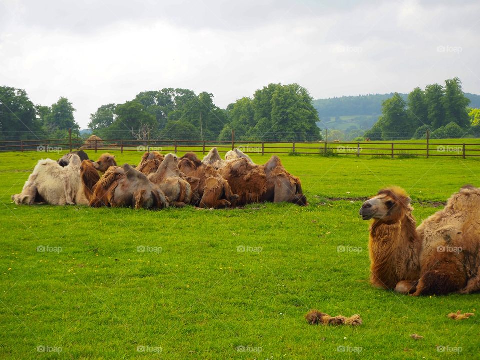 A group of camels sitting together with one separate in foreground 
