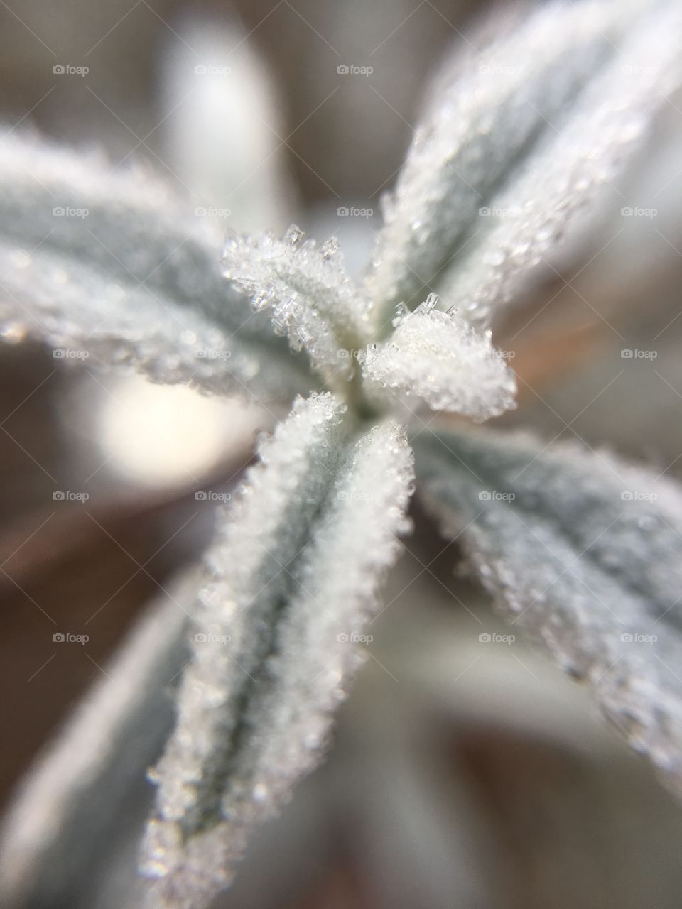 December morning frost in CT