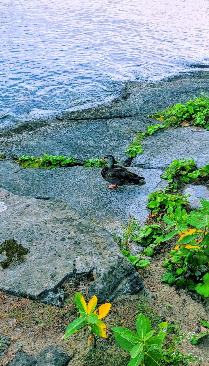 Duck on the rocks!