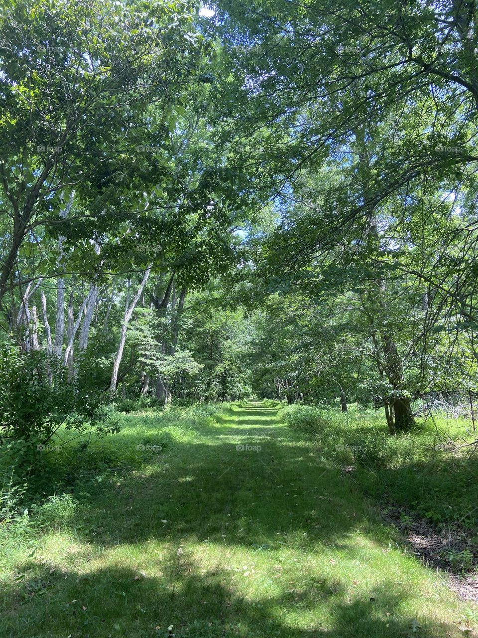 A grass path through the green trees in a local park with bright blue sky peeking in from above. Brilliant greens and blues found only in summer! The trees provided some shade on a hot summer day.