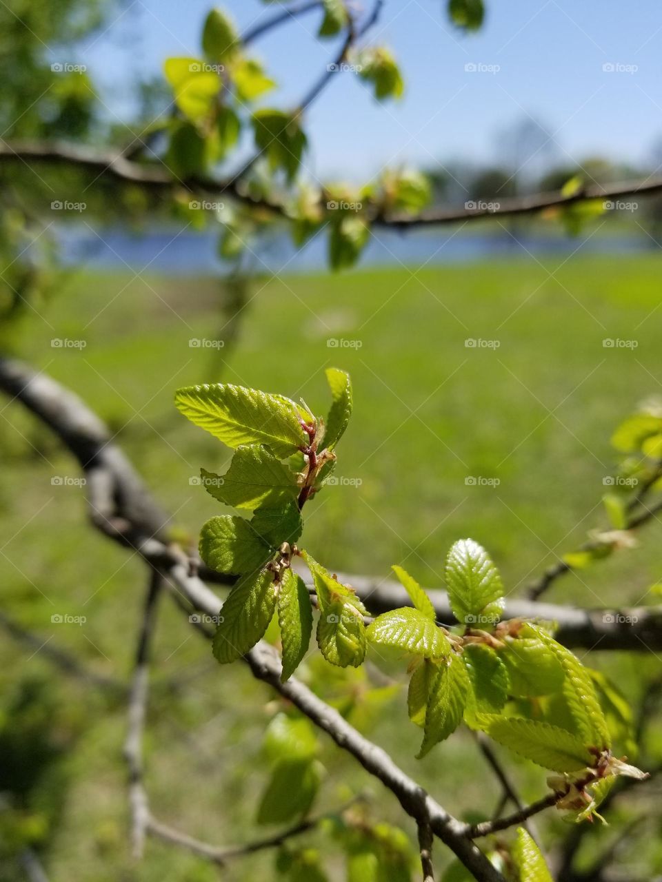 New Spring Leaves on a Tree