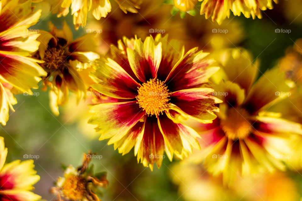 A top down portrait of yellow and red flowers making for a sunny summer portrait.