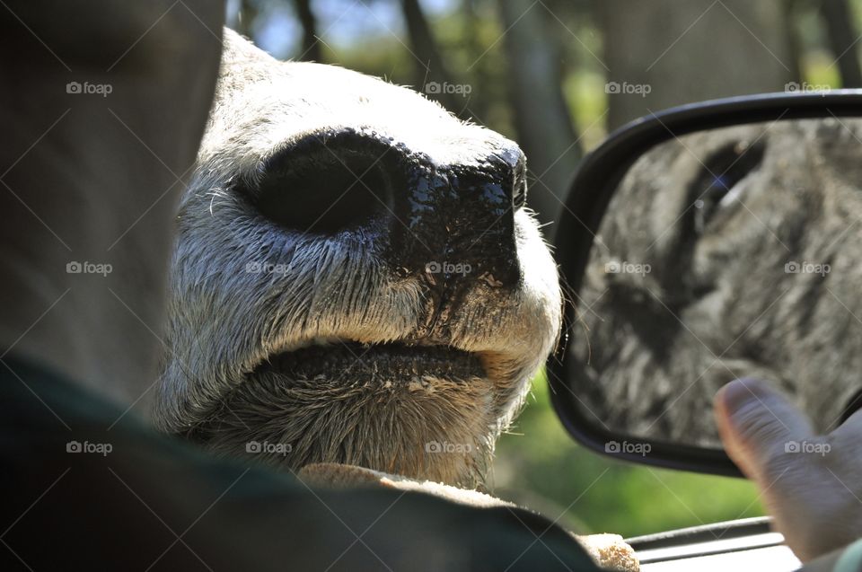 Yak nose in truck window.