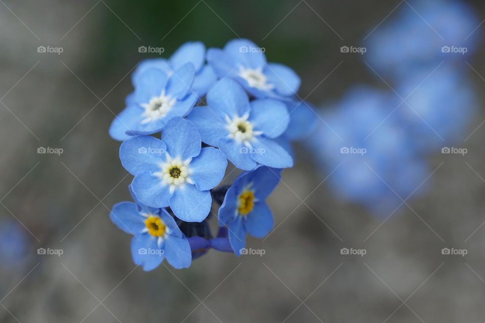 Gorgeous little forget-me-knots 