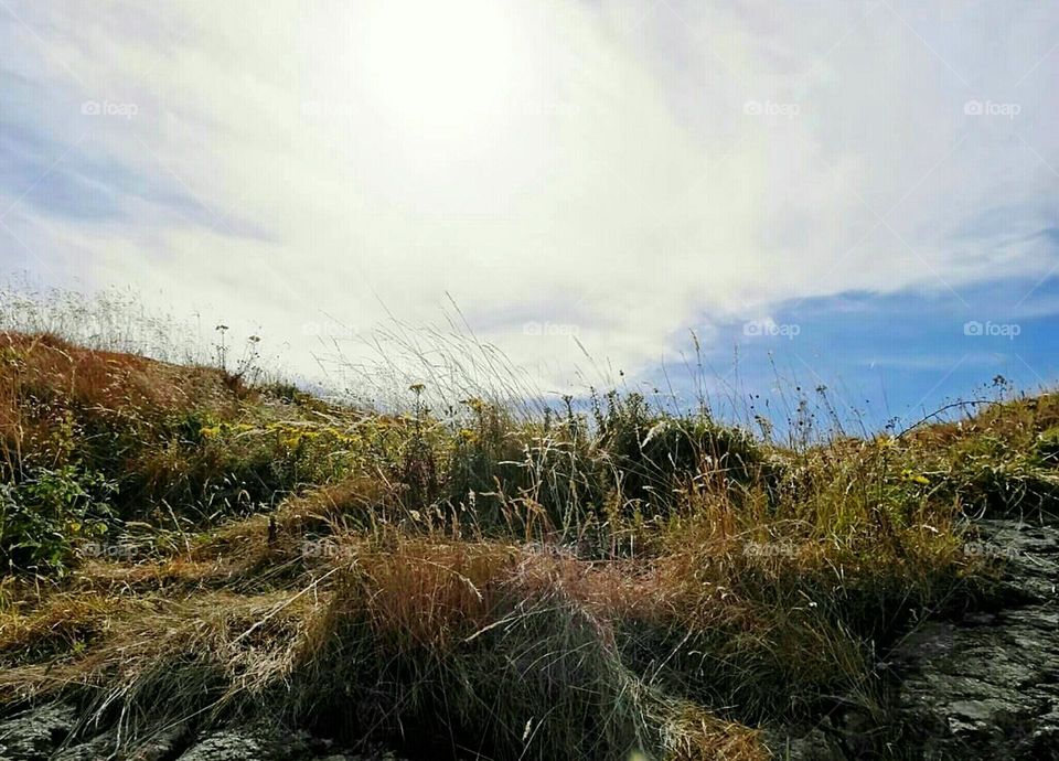 Grass and flowers on the cliffs