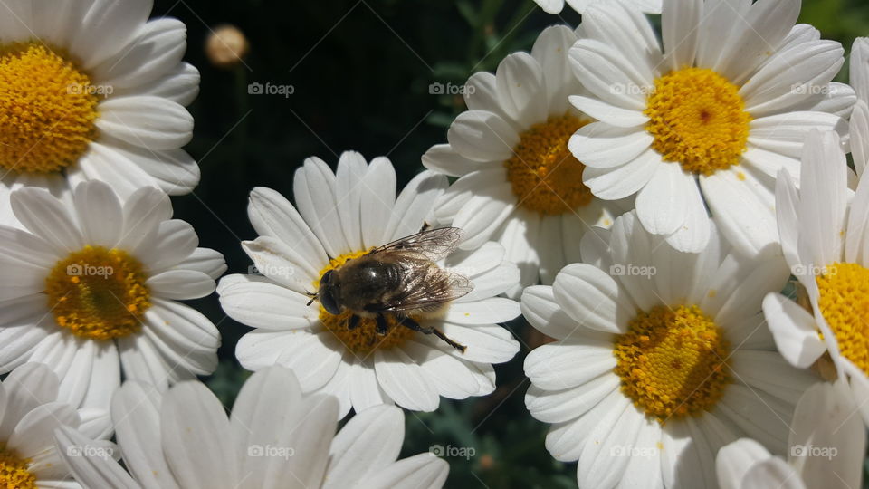 Biene auf der Magaritte