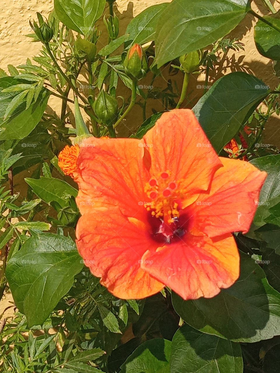 beautiful hibiscus flower