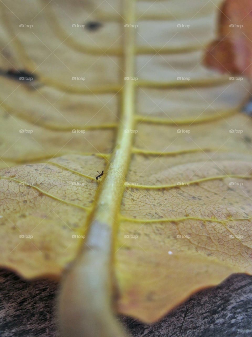 Marco leaf