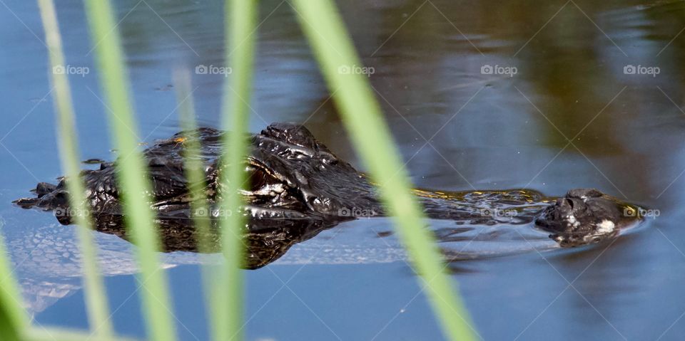 Alligator 