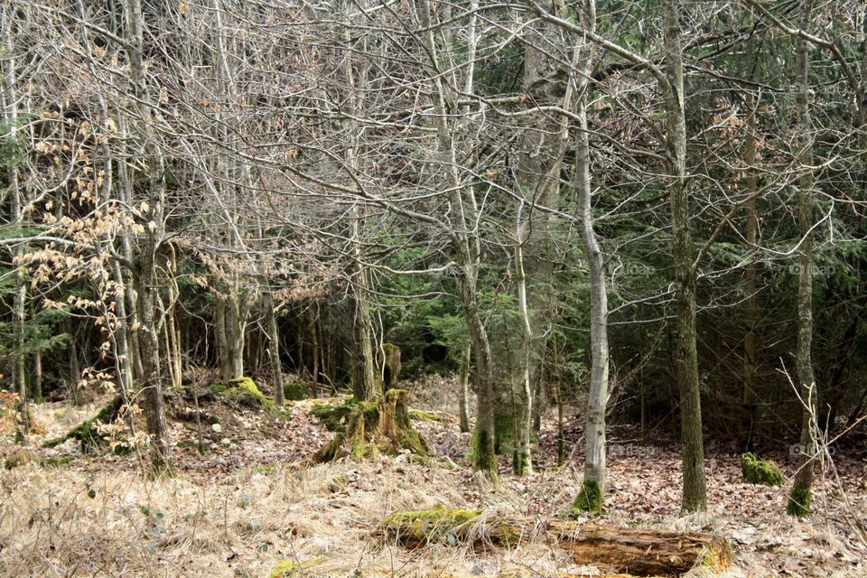 wild forest
