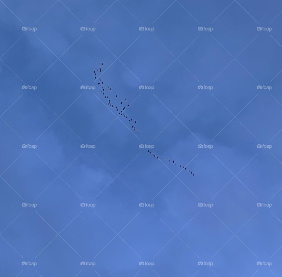 Just took this picture of a flock of geese, flying over head, evening supper time