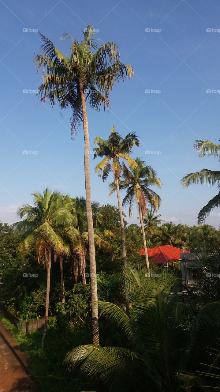 coconut tree early morning