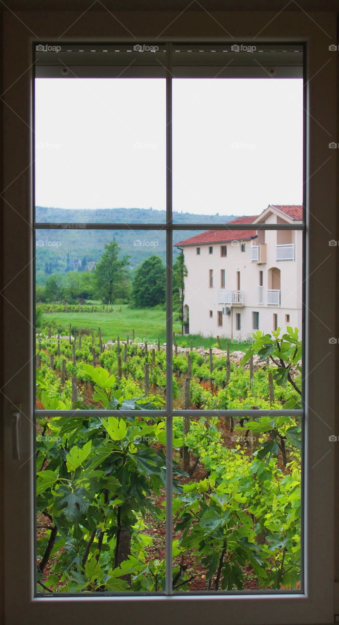 View on the vineyard through window
