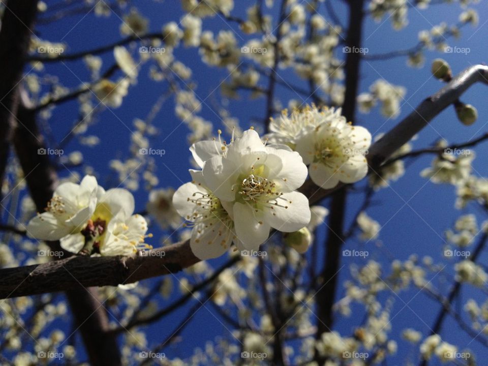 Japanese Plum Blossoms in Spring, Tokyo