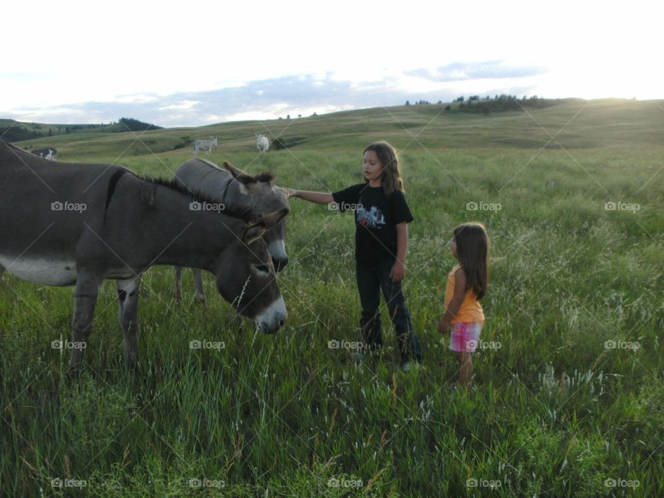 Wildlife . Kind animals 