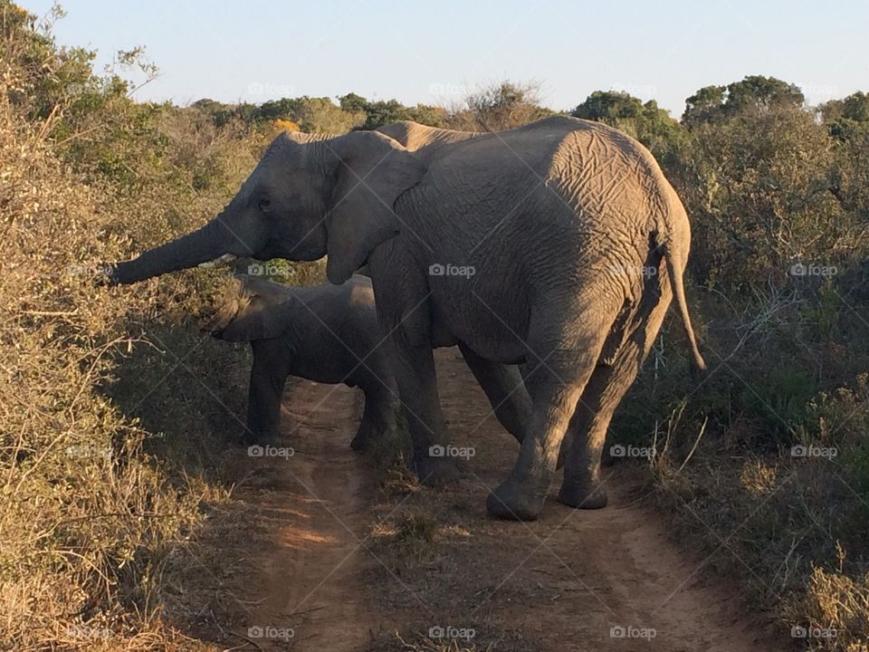 Elephant feeding time, South Africa 