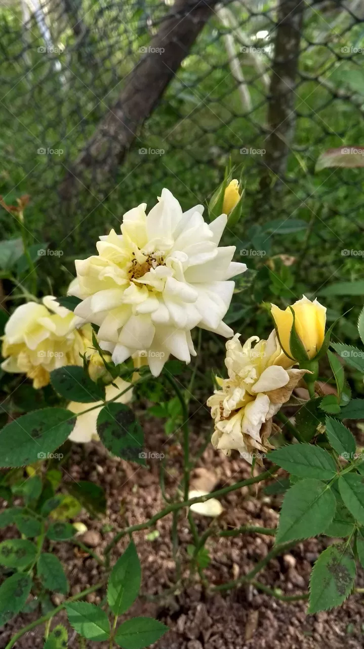 Flowers