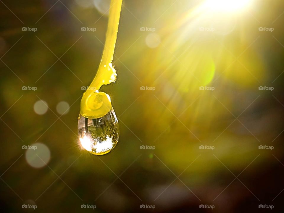 a drop of morning dew