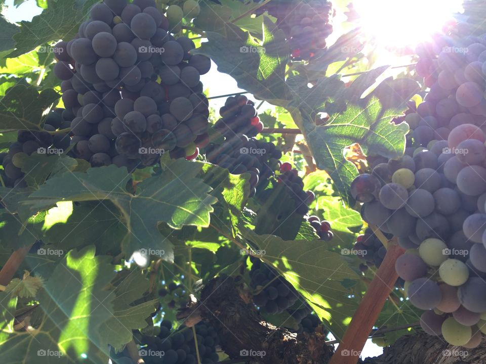 Grapes Napa 