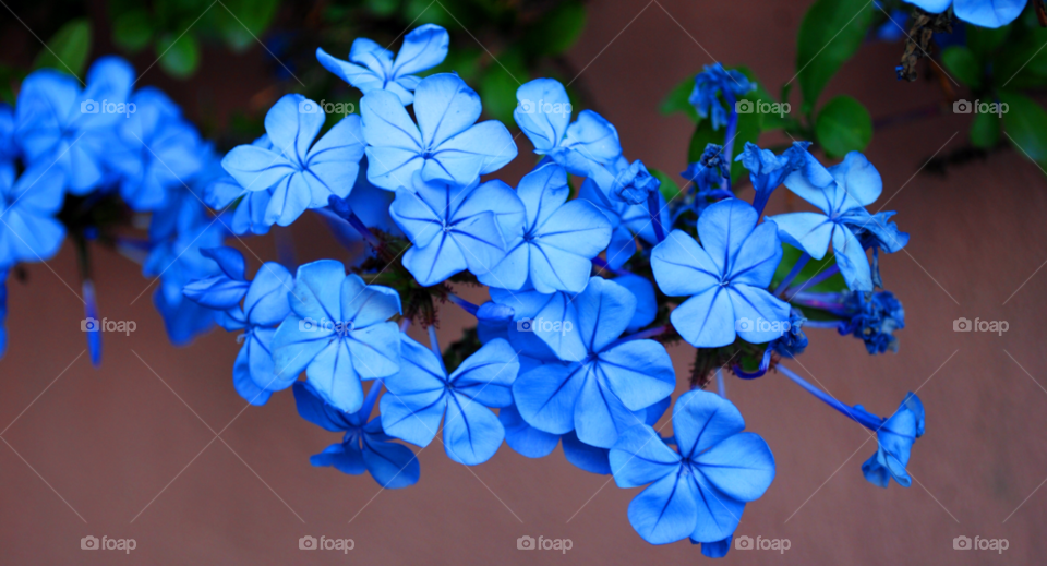 rome garden flower blue by Giorgomihalos