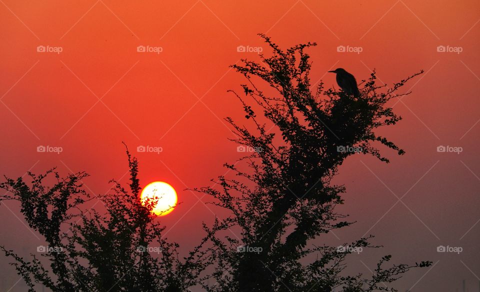 Cool sunrise with a bird