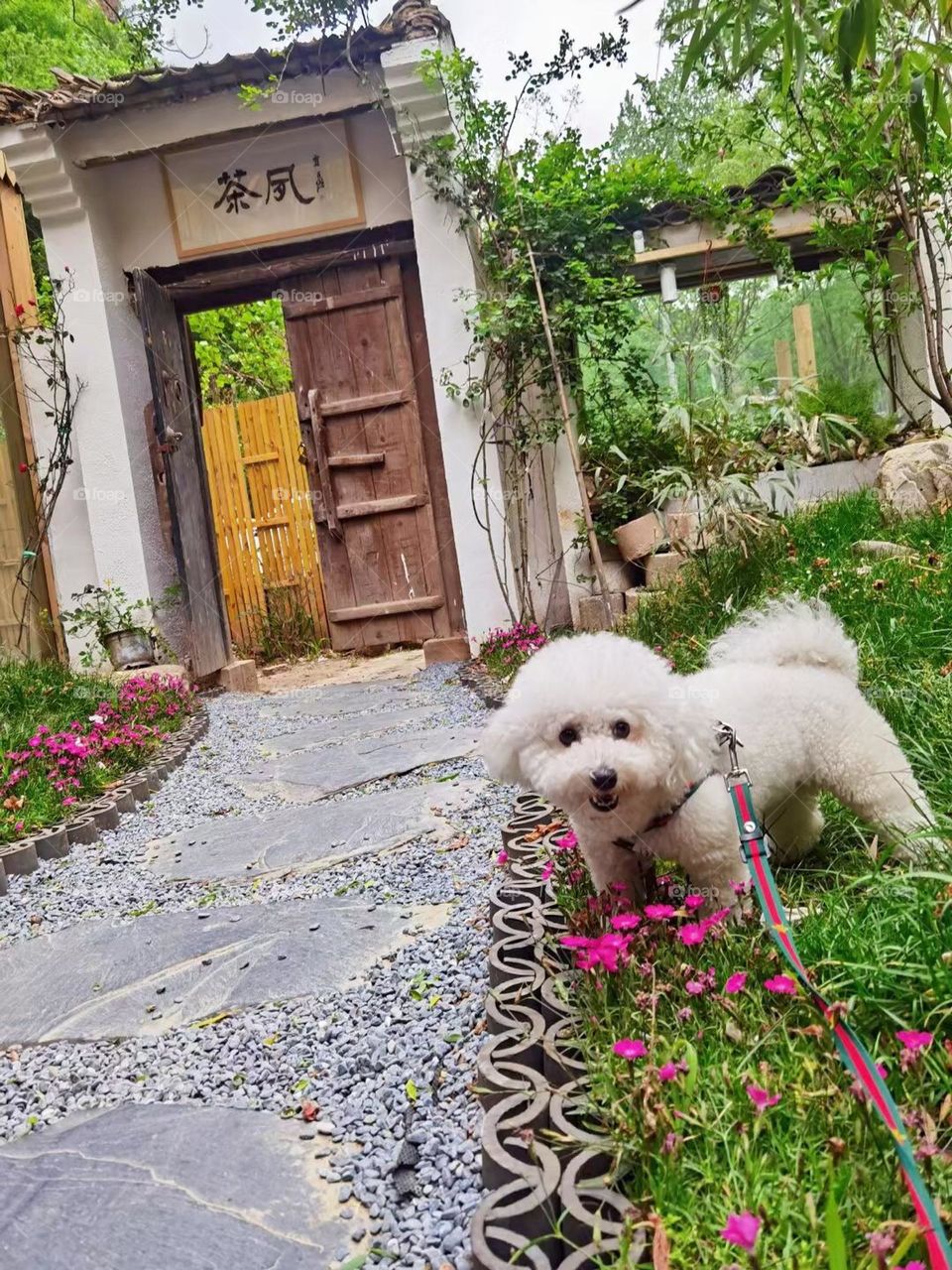 My pets enjoy in flower garden 