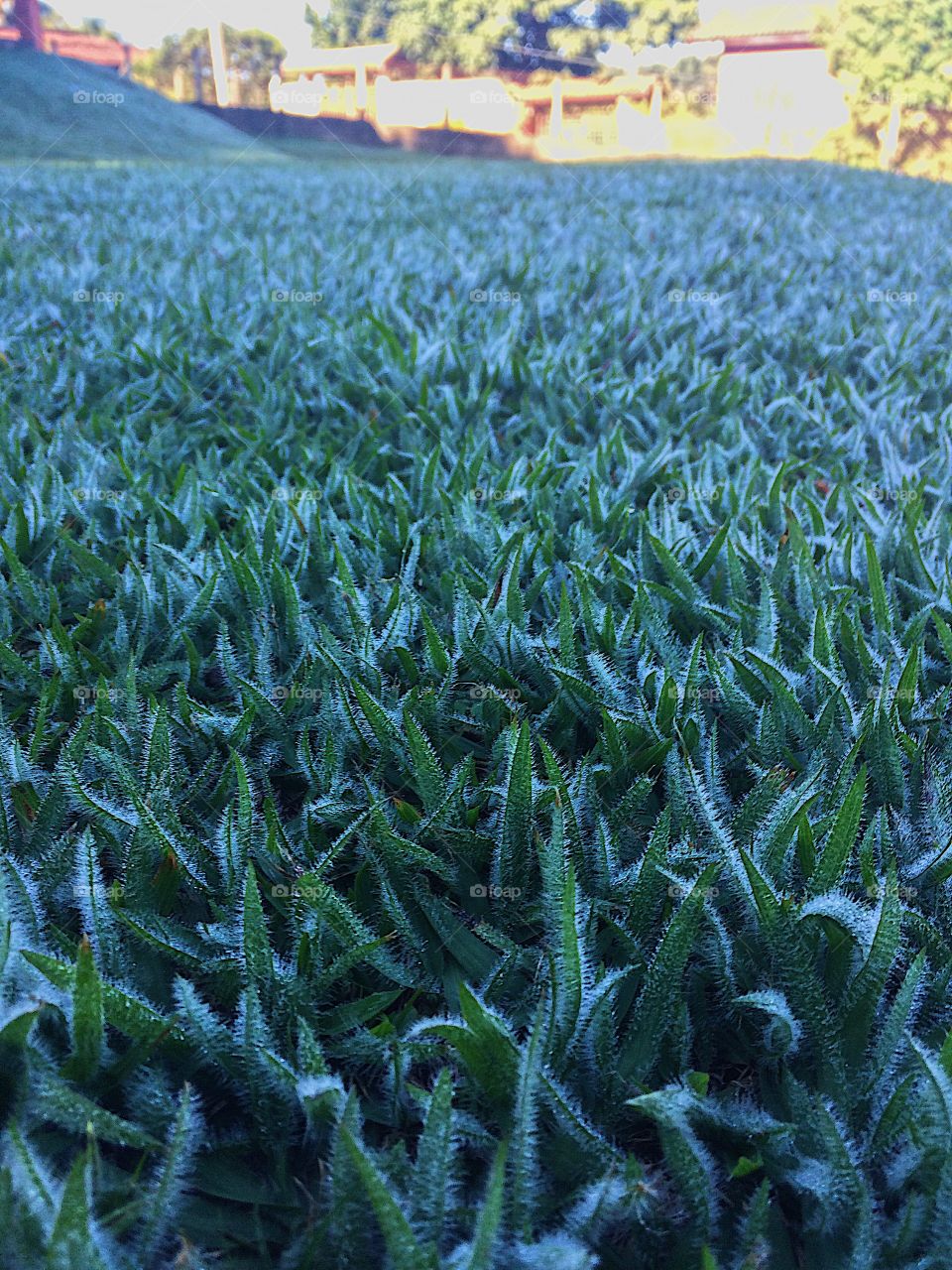 Grass and ice