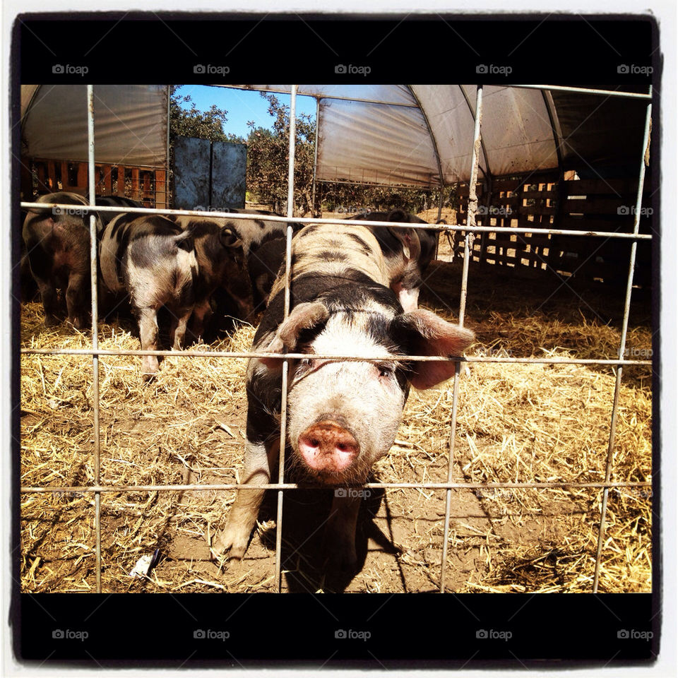 cute hungry pig curious by chichidango79