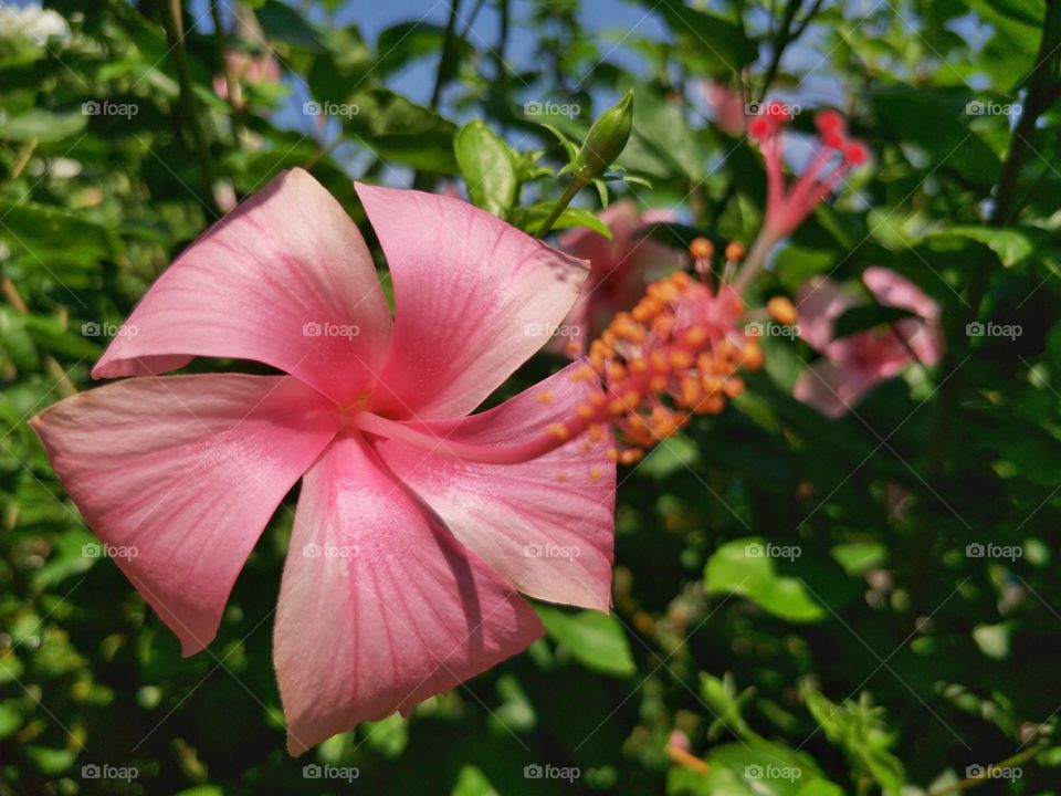 beautiful pink color flower