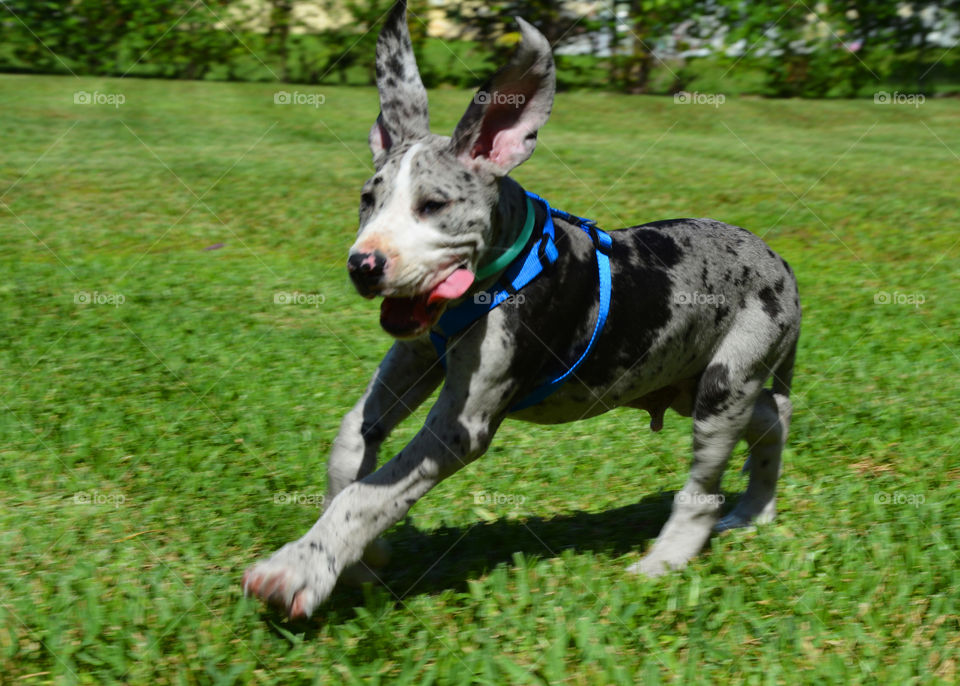 Running puppy with a big smile 