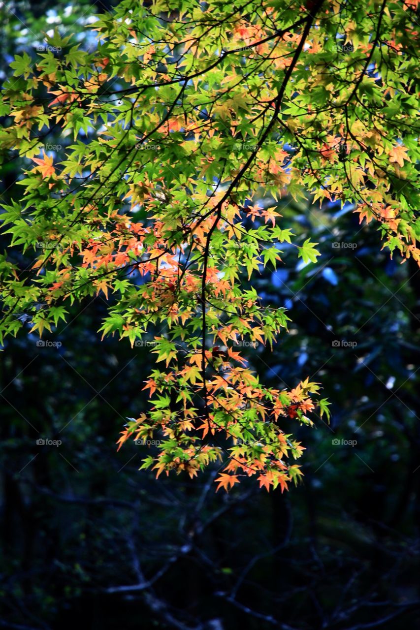 Autumn season. Maple leaves is changing color