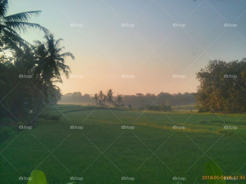 No Person, Tree, Outdoors, Grass, Nature