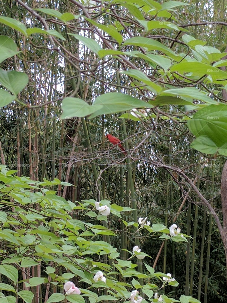 cardinal among the trees