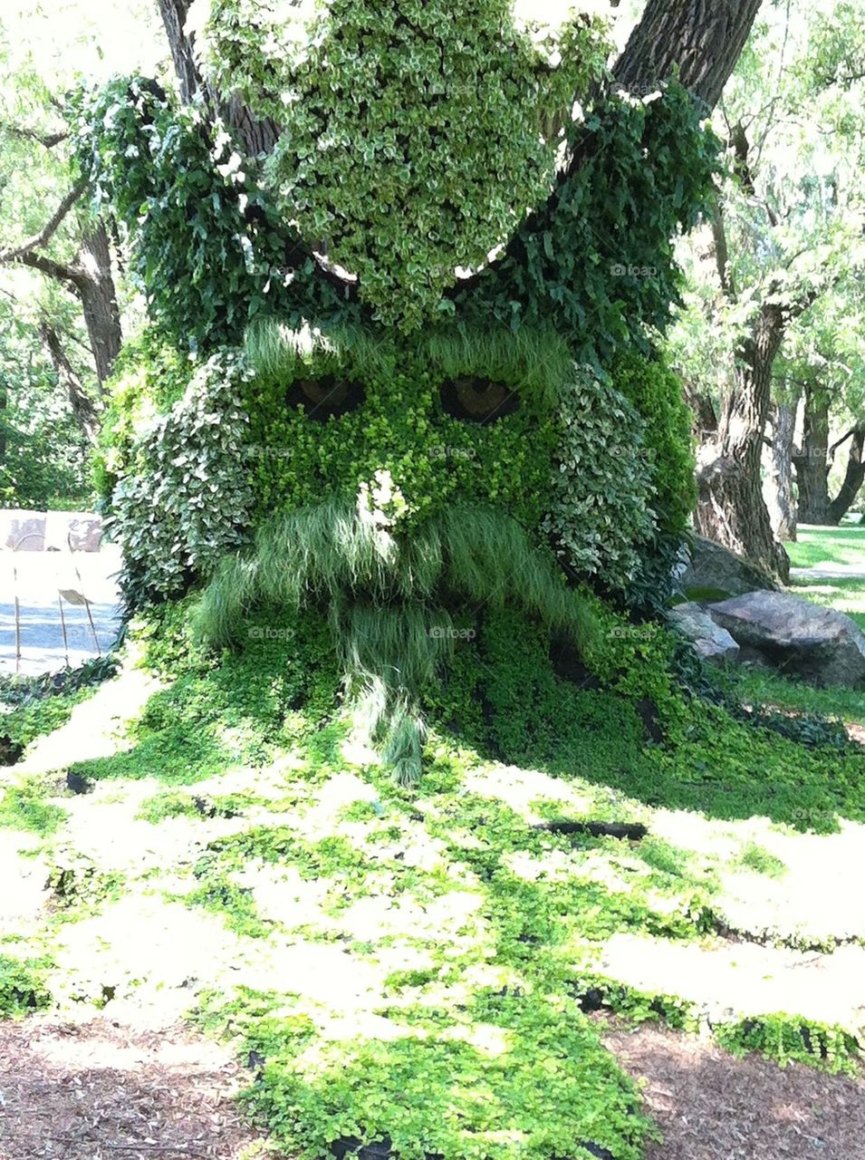 Tree at park looks like man