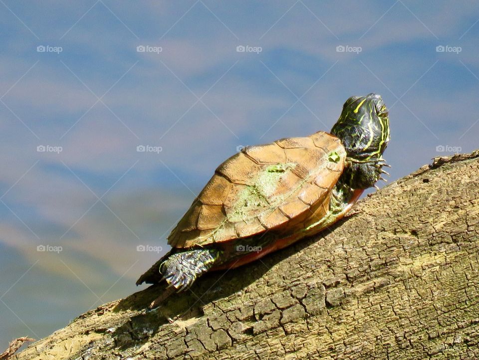 Turtle at Straw Bridge Lake NJ