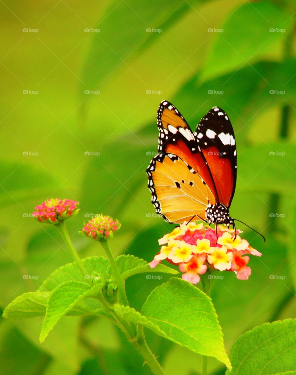 butterfly