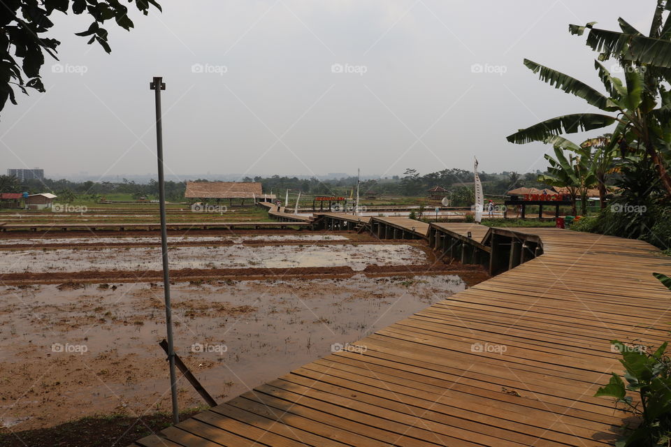 wooden bridge in the fields