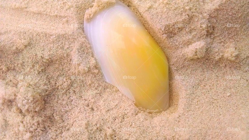Shell in the Sand