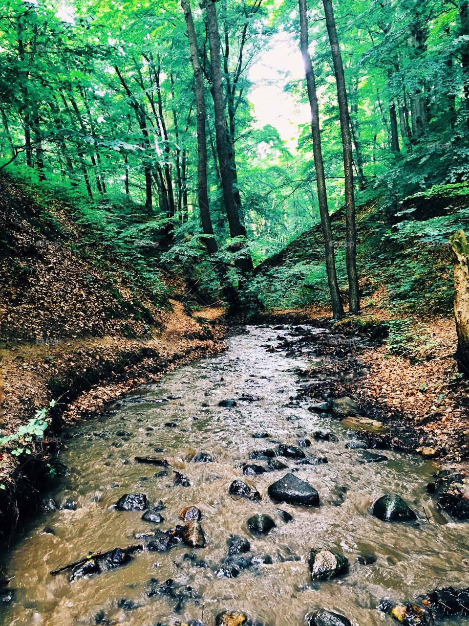 forest stream