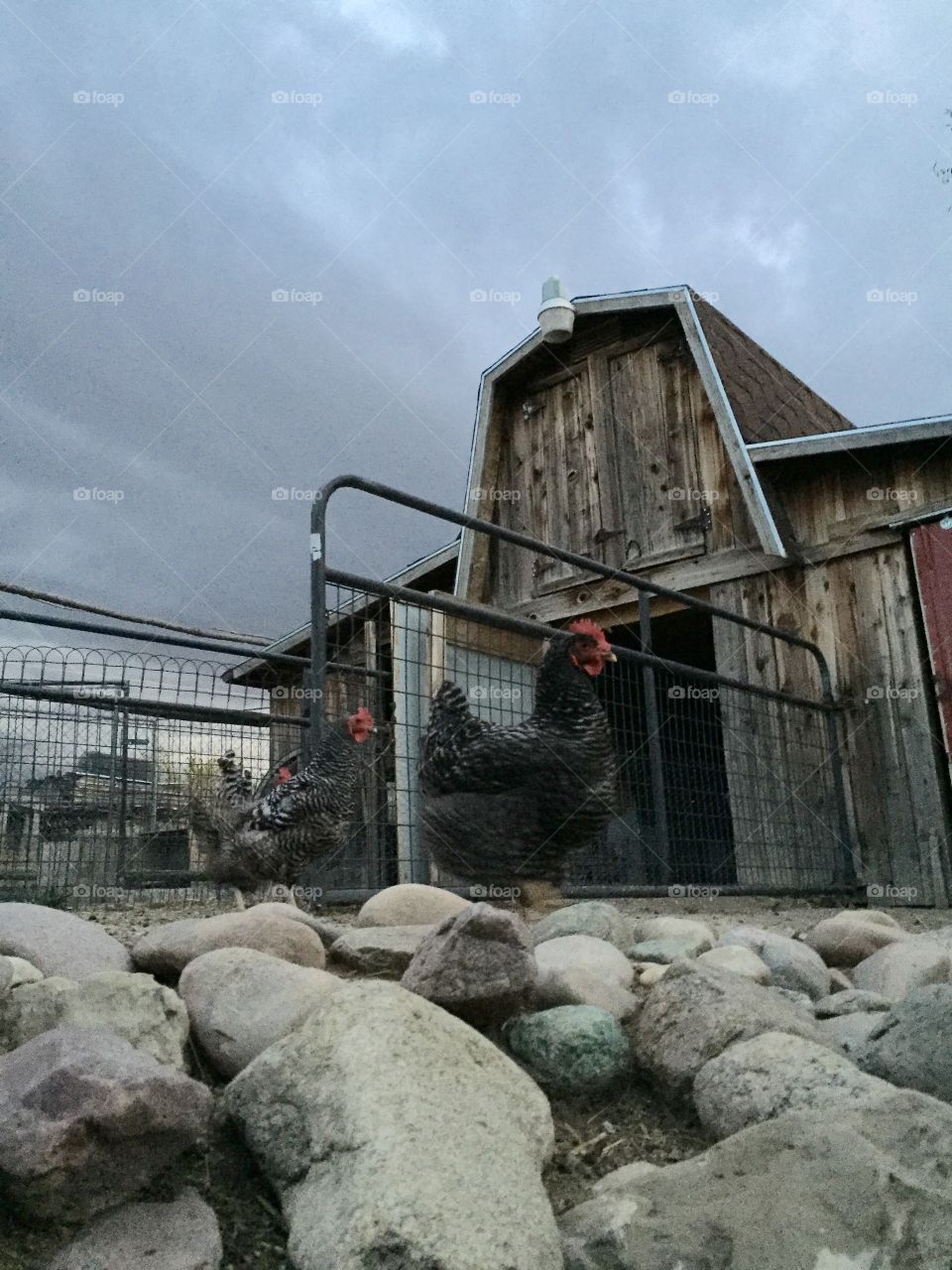 Stormy Chicken in front of Bar. Storm clouds build over a barn as chickens watch