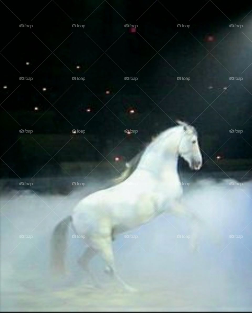 horse rearing up during the Medieval Times show