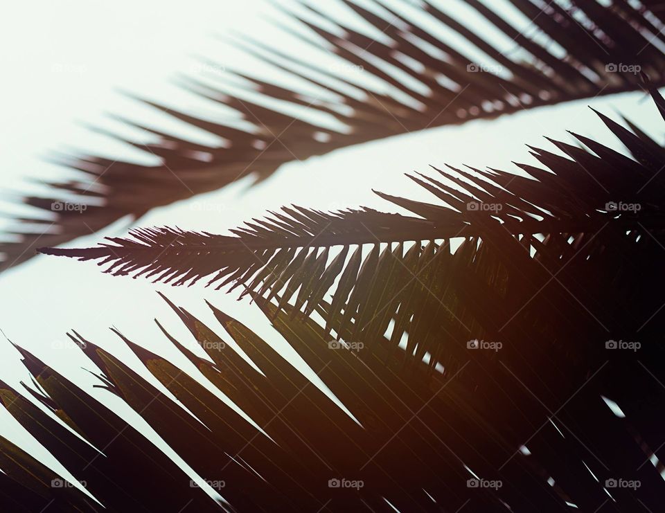Palm fronds 