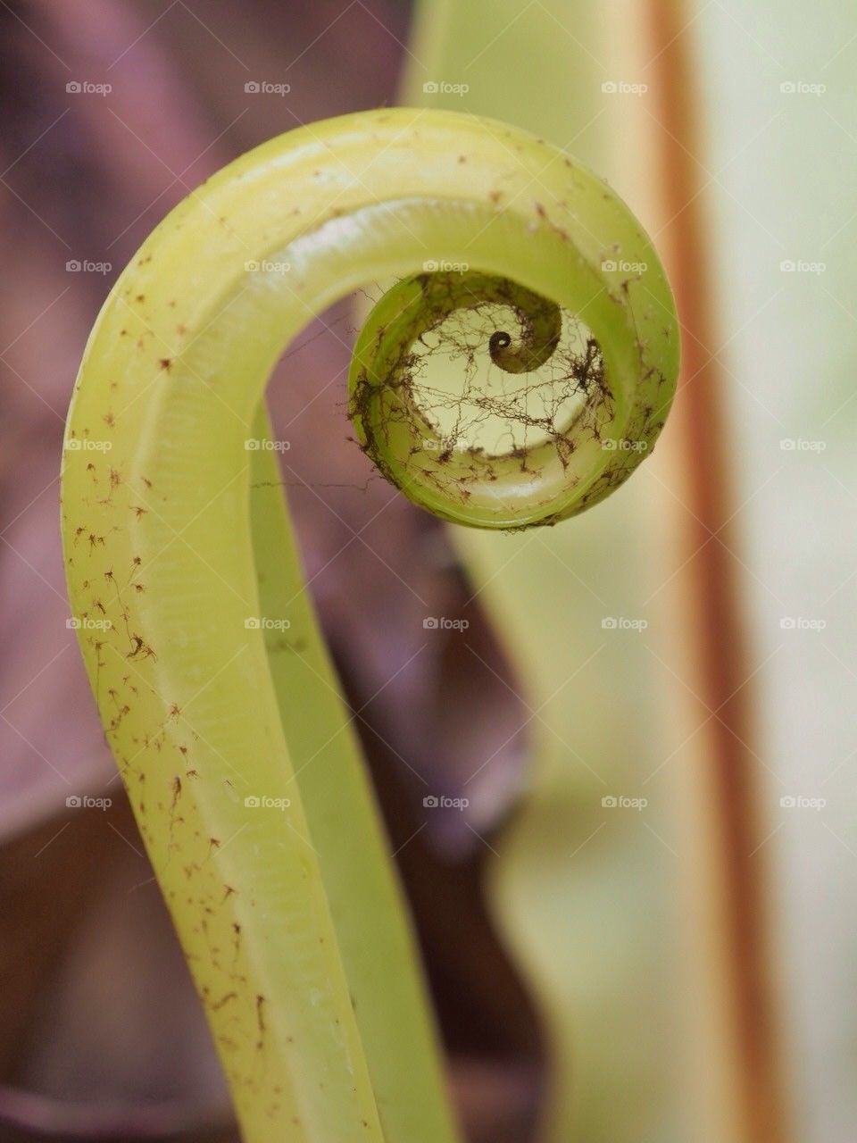 Green leaf