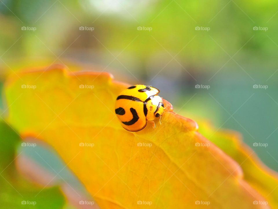 Yellow ladybug