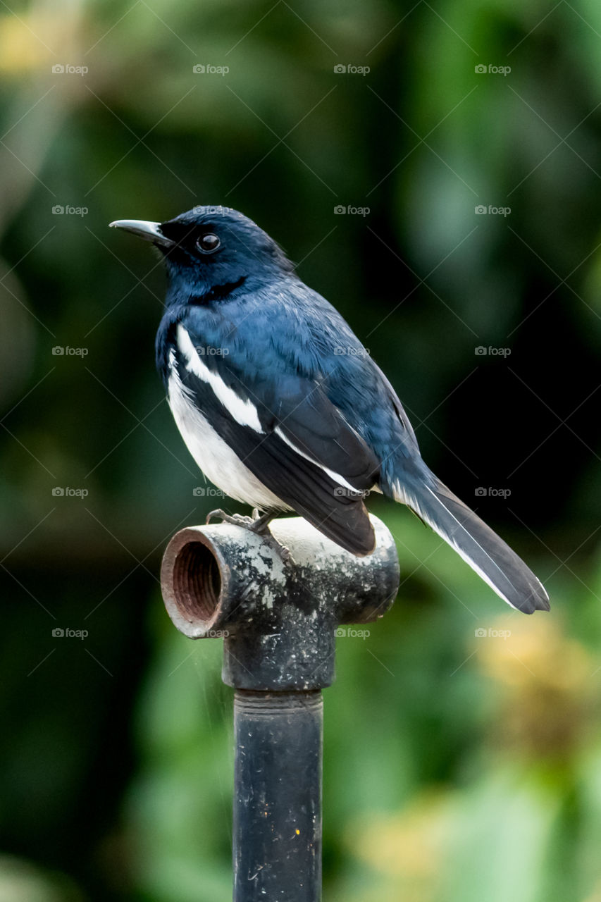 Oriental Magpie Robin