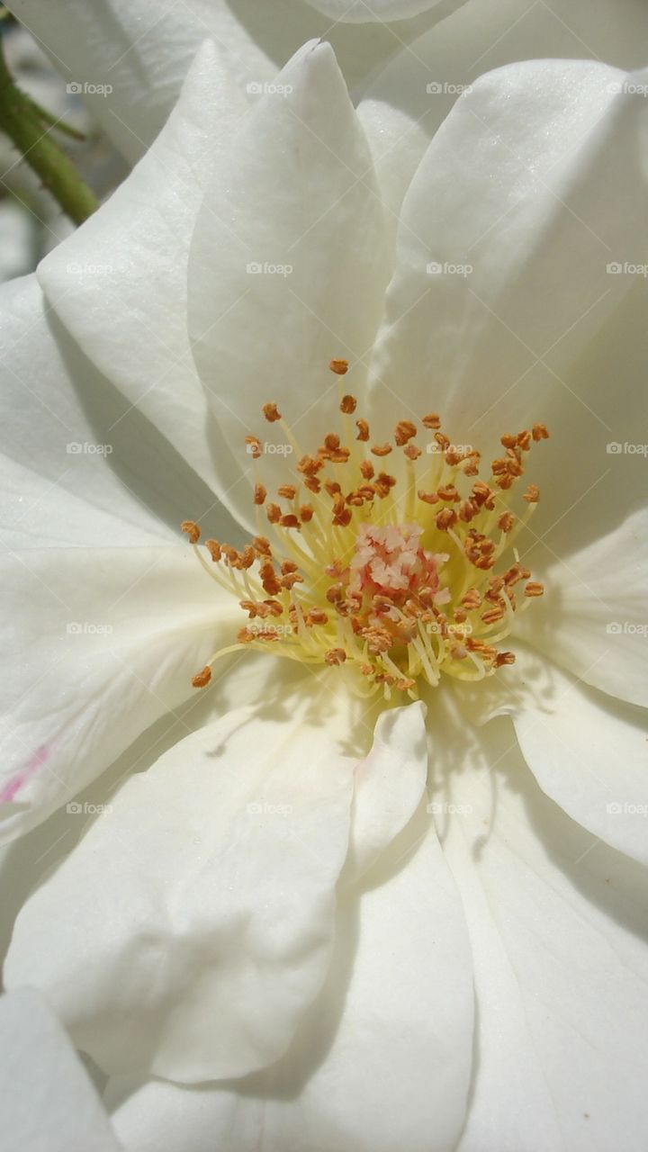 A White Flower