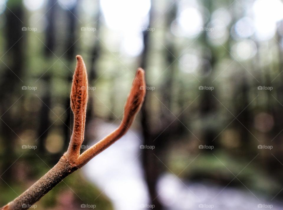 Spring buds in the forest