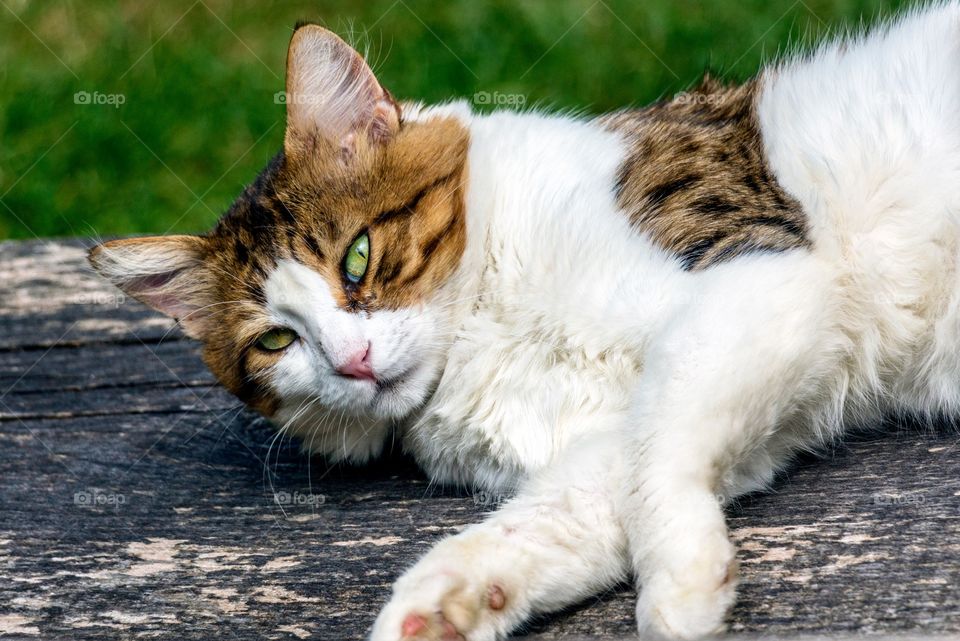 Lazy cat on the bench